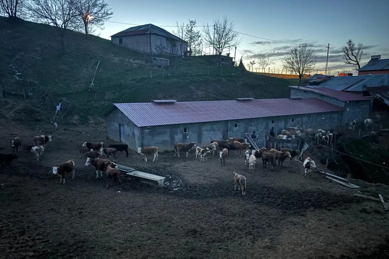 6 yıl önce yapılan ahırı mühürlendiği için hayvanlar dışarda kaldı 