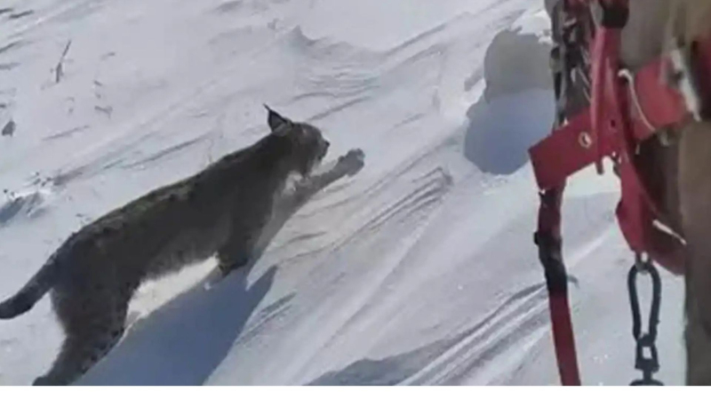 Atıyla gezerken vaşakla karşılaştı