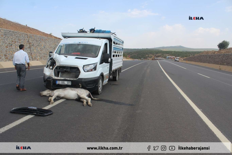 Bingöl'de bir araç eşeğe çarptı