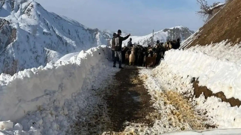 Bingöl'de mahsur kalan vatandaş hayvanlarıyla birlikte kurtarıldı 