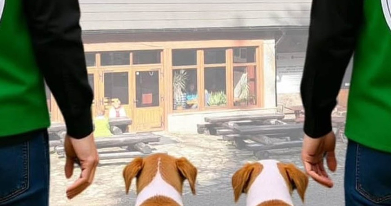 Genç Belediyesi’nden sahipsiz köpeklere yönelik çalışma 