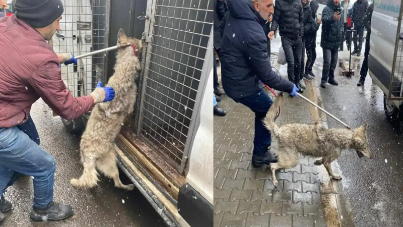 İş yerine giren kurt paniğe neden oldu