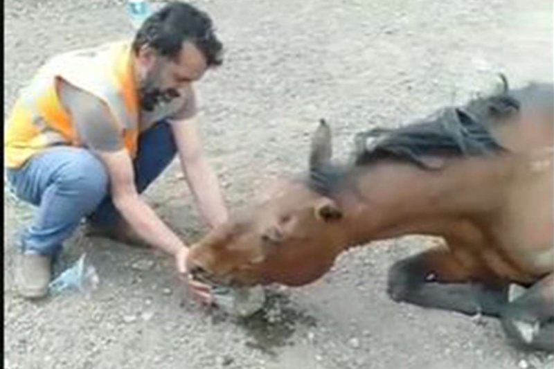 Karayolu ekipleri yaralı ata su verip ilgilendi 