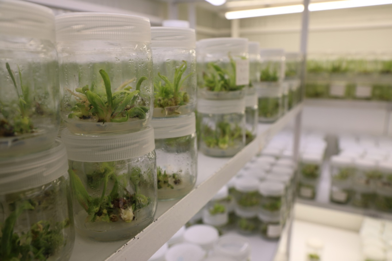 “Şifa deposu” ak zambak, üniversite laboratuvarında çoğaltılıyor