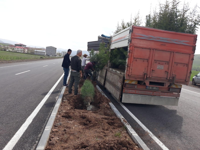 Solhan’da 500 adet boylu sedir, karaçam ve mazı fidanı dikimi yapıldı