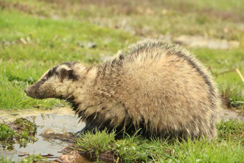Karlıova'da nesli tükenmekte olan porsuk görüntülendi 